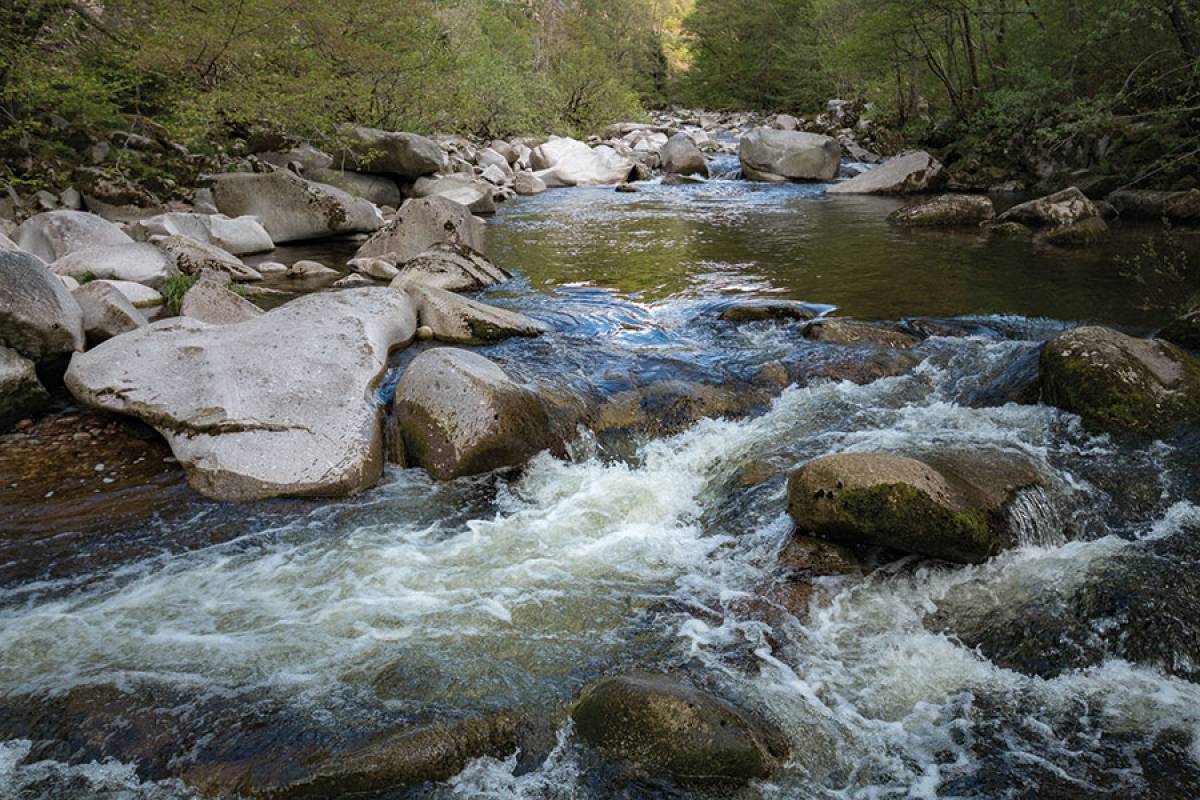 Klumpp/Nationalpark Schwarzwald